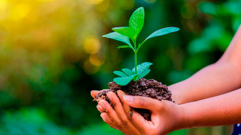 Suelos saludables, vitales para garantizar la seguridad alimentaria: Agricultura 