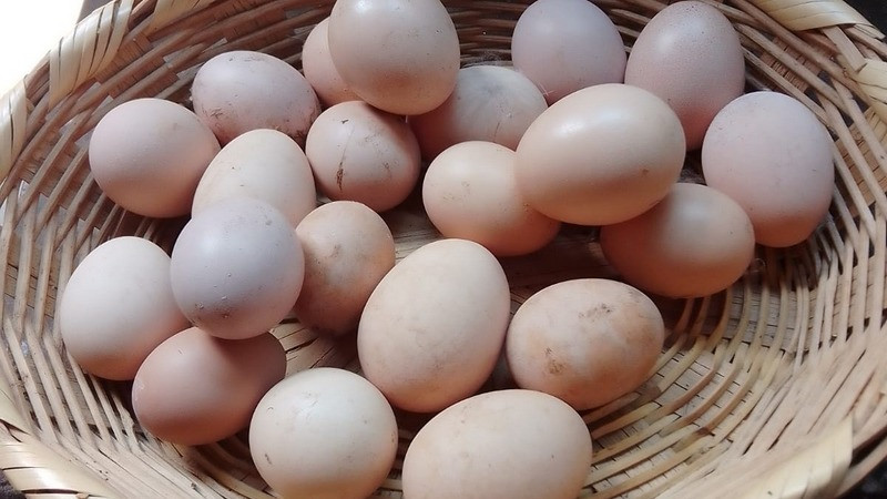 Sader fomenta producción de huevo en familias de comunidades rurales 
