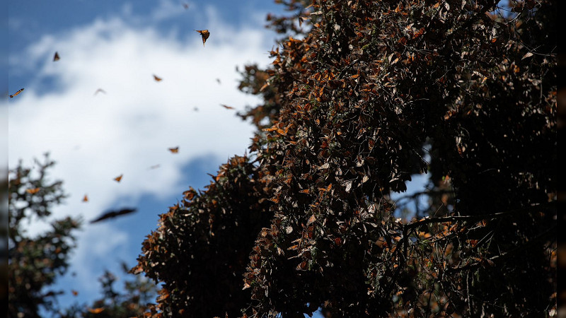 Se espera medio millón de visitantes en santuarios de la Monarca: Sectur 