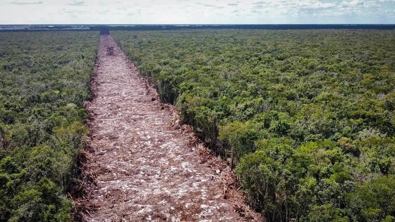 Se han derribado más de 10 millones de árboles para construcción del Tren Maya 