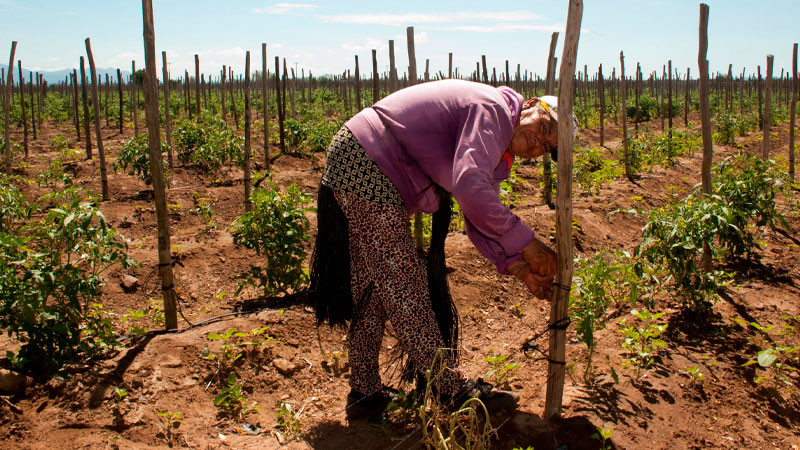 Reconoce Agricultura a las mujeres rurales, base de la transformación del campo nacional 