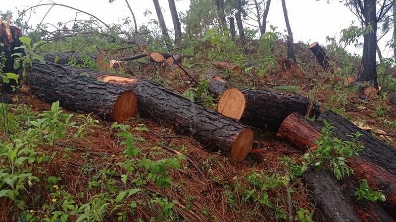 A proceso 4 presuntos taladores ilegales de árboles en Uruapan 
