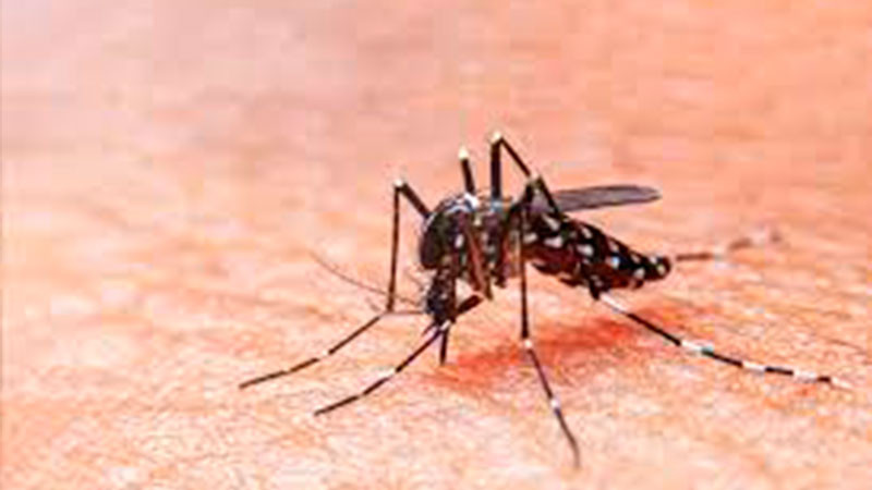 Suman 19 muertos por dengue en Morelos 