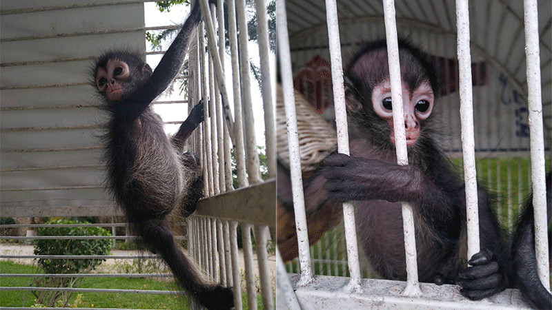 En Mérida, Yucatán, rescatan a cría de mono araña que se encontraba abandonado en predio 