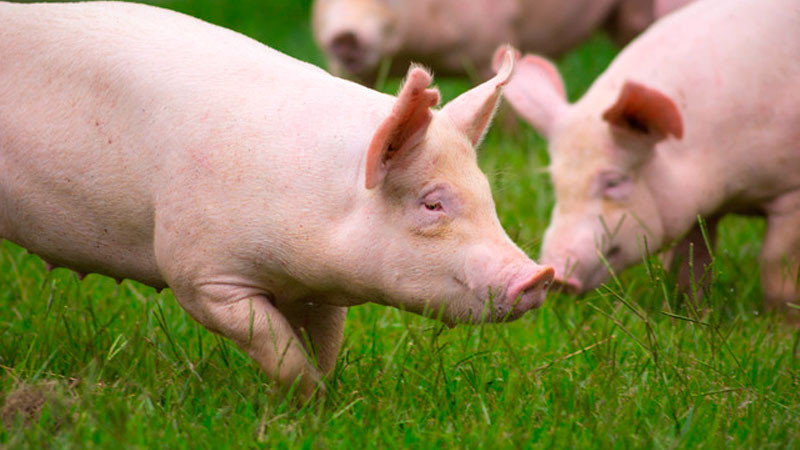 Destaca Agricultura compromiso de porcicultores en la prevención de ingreso de peste porcina africana a México 
