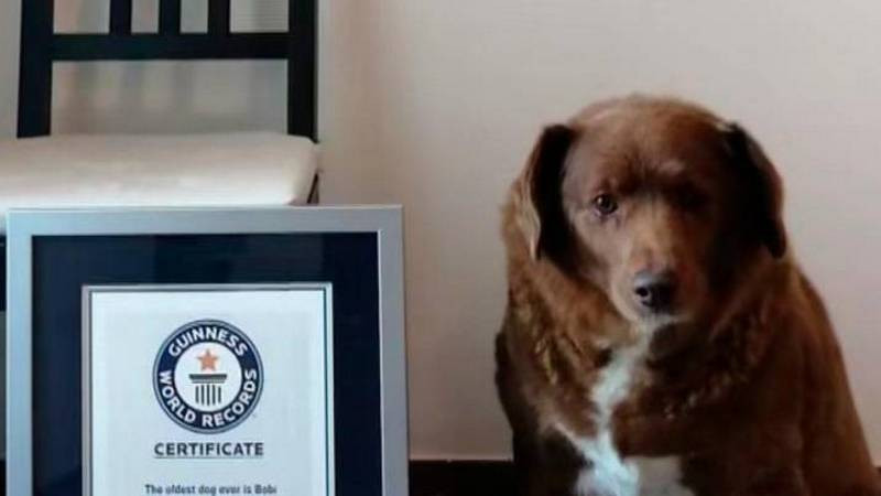 El perro más viejito del mundo muere a los 31 años de edad; consiguió un récord Guinness 