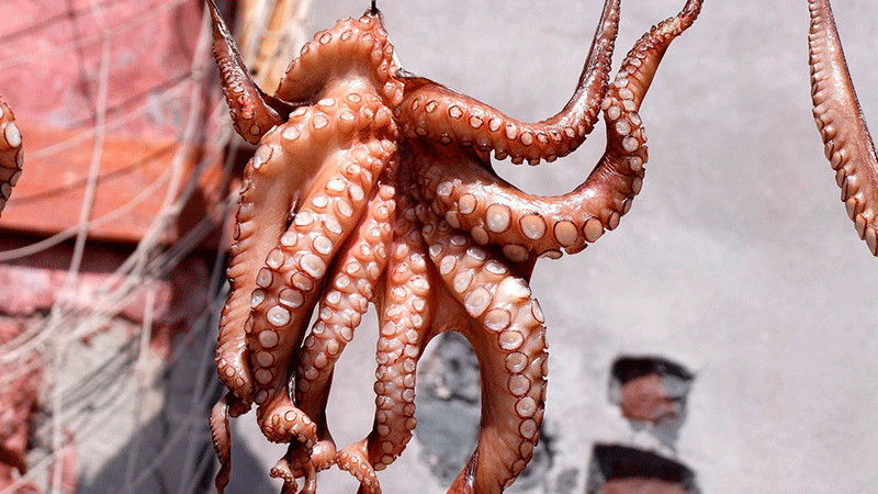 Encuentran herbicidas y metales en pulpos capturados en el litoral de Yucatán 