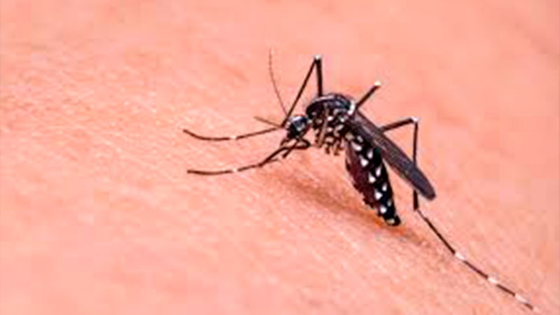 Detectan 2 casos de paludismo entre migrantes en Centro de Movilidad en Oaxaca 