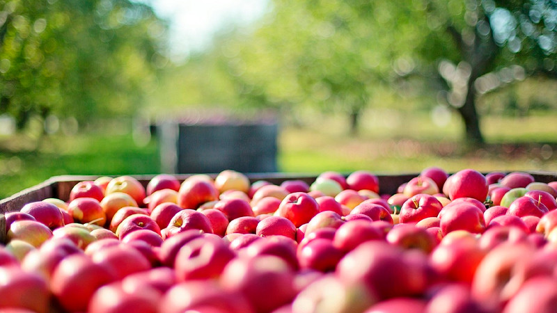 Sector agrícola de México prevé récord en exportaciones en 2023 