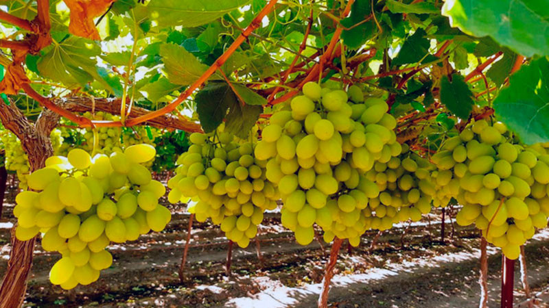 Registra producción de uva de mesa avance positivo: Agricultura 
