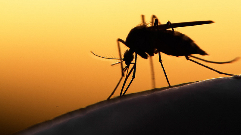 Suman 20 casos de malaria detectados en migrantes que llegan a Juchitán, Oaxaca 