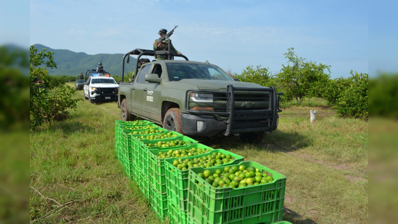 Realizan acciones para combatir extorsiones al sector limonero en la Tierra caliente de Michoacán