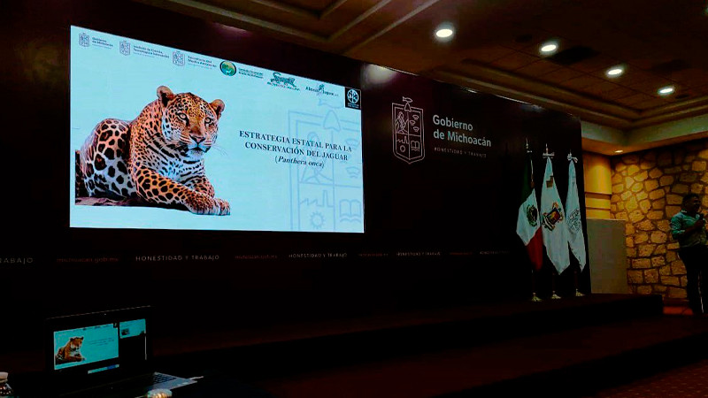 Michoacán va por el rescate del jaguar: Secma 