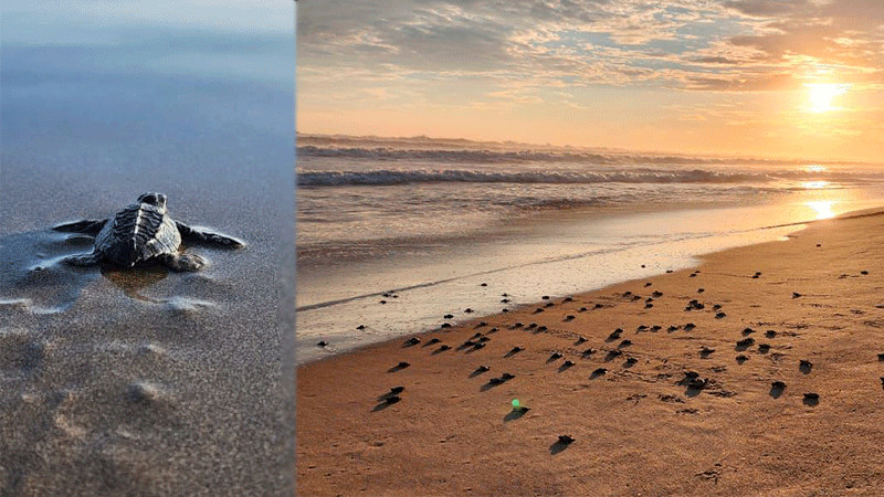 Este viernes inicia la liberación de tortugas marinas en Playa Azul: Sectur 