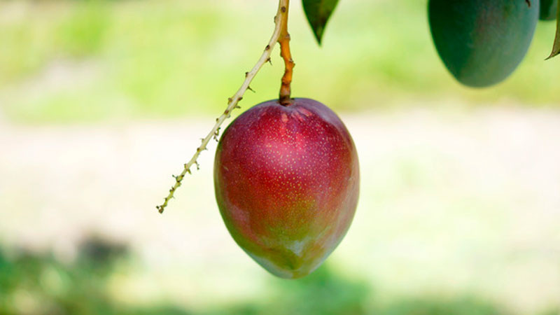 Buscan México y Nueva Zelanda fortalecer intercambio seguro de alimentos 