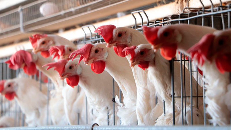 Cuenta México con personal preparado para atender enfermedades que afectan al sector avícola 