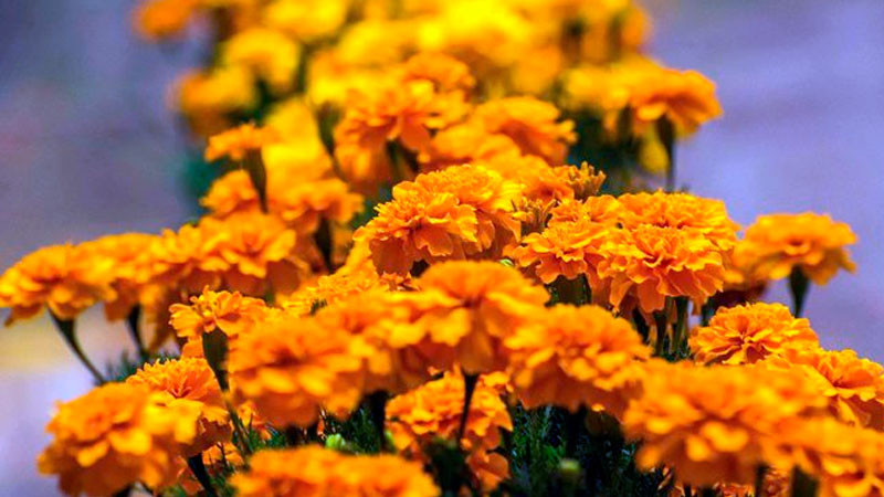 Estima Agricultura más de 4 mil mdp en producción de flores por celebración de Día de Muertos 2023 