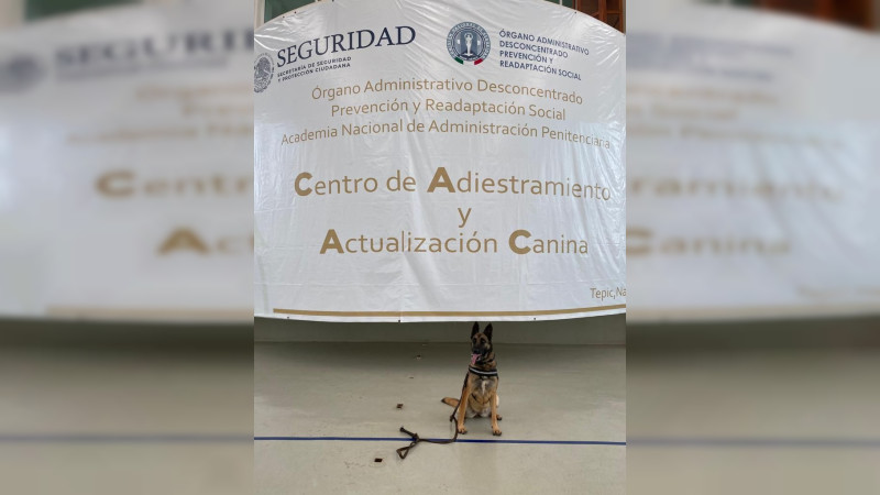 Adiestran a binomios caninos para operativos en penales de Michoacán