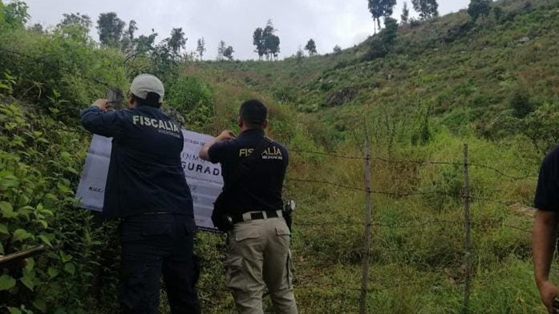 Aseguran en Tacámbaro, Michoacán predio talado ilegalmente para siembra de aguacate 