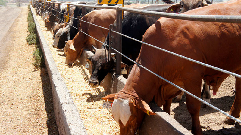Reportan crecimiento de 10% en exportación de ganado bovino mexicano a EU 