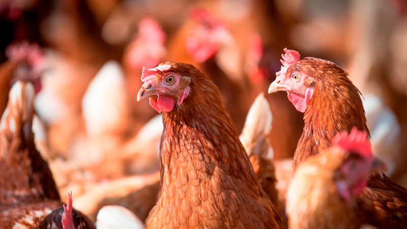 En Sonora, detectan influenza aviar en granja con más de 50 mil aves 