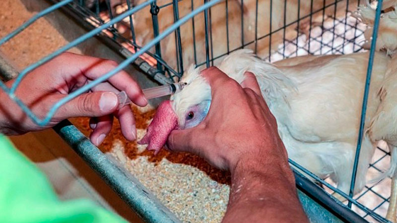 Continúa operativo contra influenza aviar AH5 de alta patogenicidad en Cajeme, Sonora 