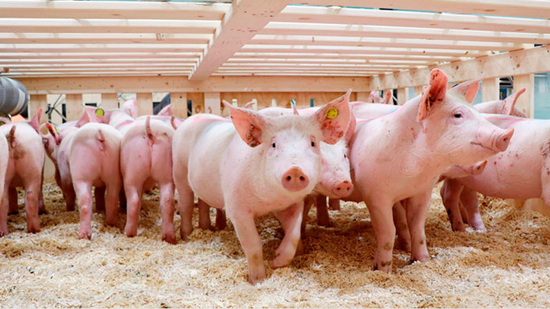 Sader avala importación segura de 220 cerdos provenientes de Dinamarca 