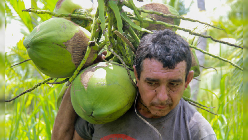 México, referente en mejoramiento genético de palma de coco: Agricultura 