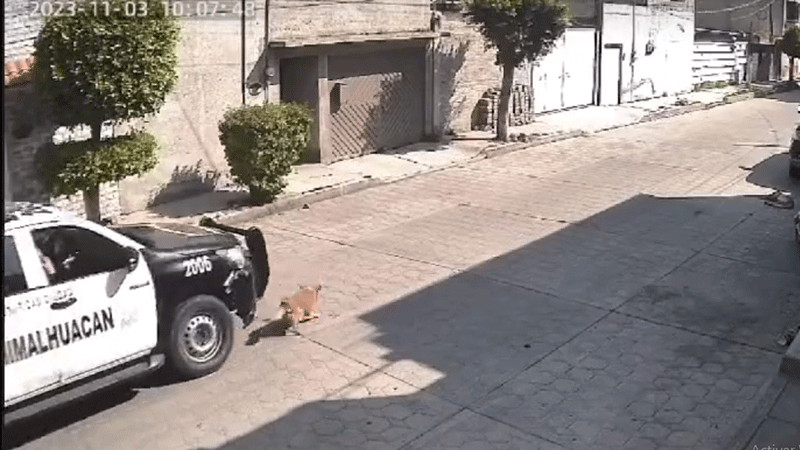 Difunden video donde se ve a patrulla de Chimalhuacán atropellar a perrito 