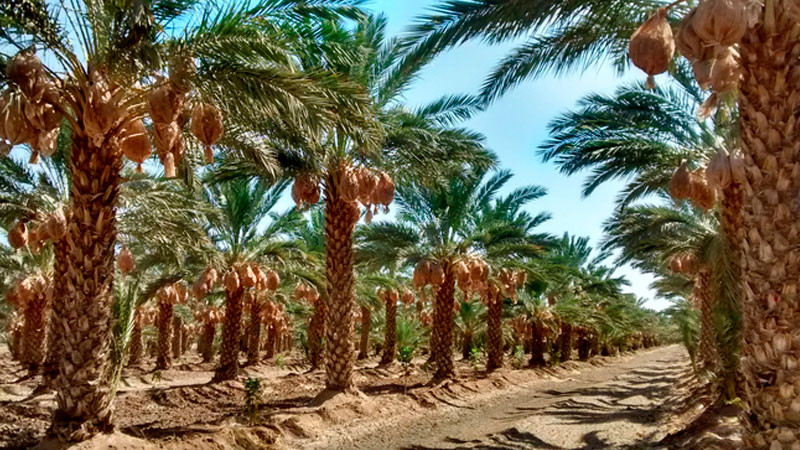Crece 8.12% superficie sembrada de palma datilera en México: Agricultura 