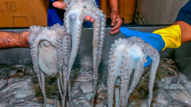 Anuncia volumen de captura de pulpo rojo para Campeche y Yucatán, en temporada 2023 