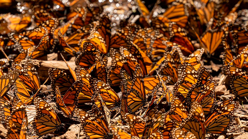 Santuarios de la Monarca, a la espera de 500 mil visitantes