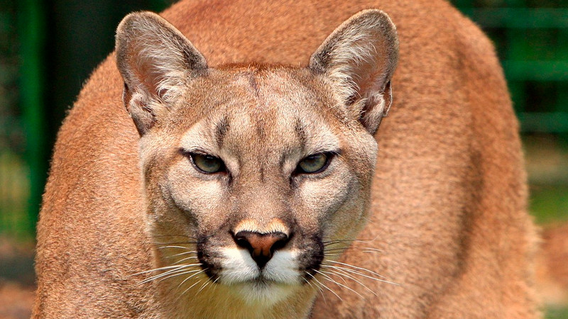 Puma "domesticado" ataca a niña de 3 años, en Chihuahua 