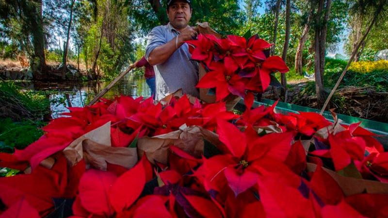 Alistan floricultores cosecha de Nochebuena para cubrir próxima demanda nacional 