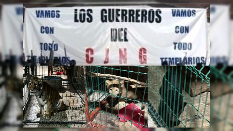 Quién es el Tío Lako, uno de los principales líderes de Jalisco a quien le aseguraron tres felinos exóticos en Michoacán 