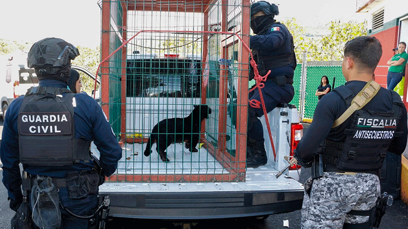 Llegan tres felinos decomisados al Zoo de Morelia