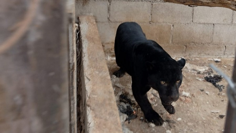 Aseguran jaguar negro que dejó gravemente herida a una niña en rancho de Chihuahua 
