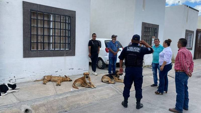 Reportan nuevo caso de envenenamiento masivo de perritos en San Luis Potosí; ahora fueron 7 