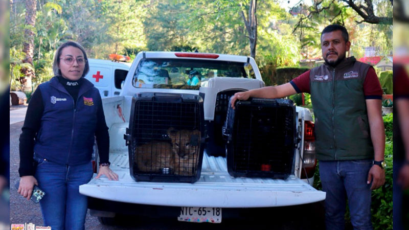 Cachorros felinos rescatados, son atendidos y vivirán en el zoológico de Morelia 