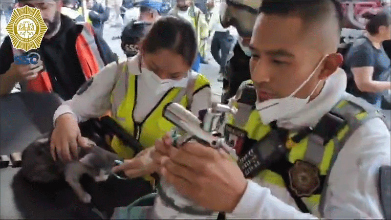 Rescatan a gatito del incendio registrado en la bodega de zapatos en la Ciudad de México 