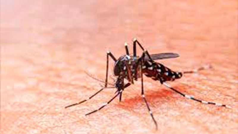 Guanajuato registra 131 casos graves de dengue 