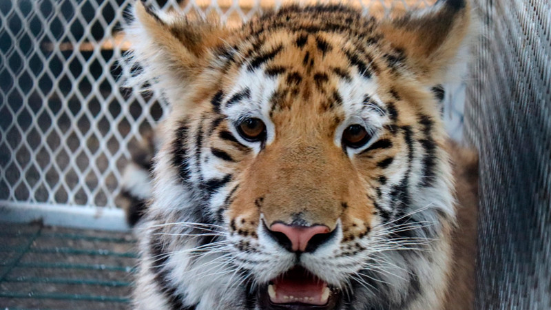 Conoce a las tiernas y salvajes crías de león y tigre en el Zoológico de Morelia