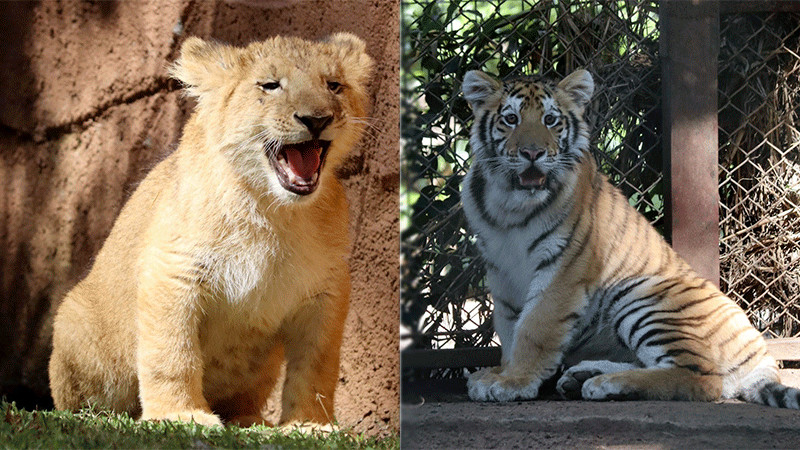 Cuida ZooMorelia salud de crías de felinos asegurados en Tanhuato 