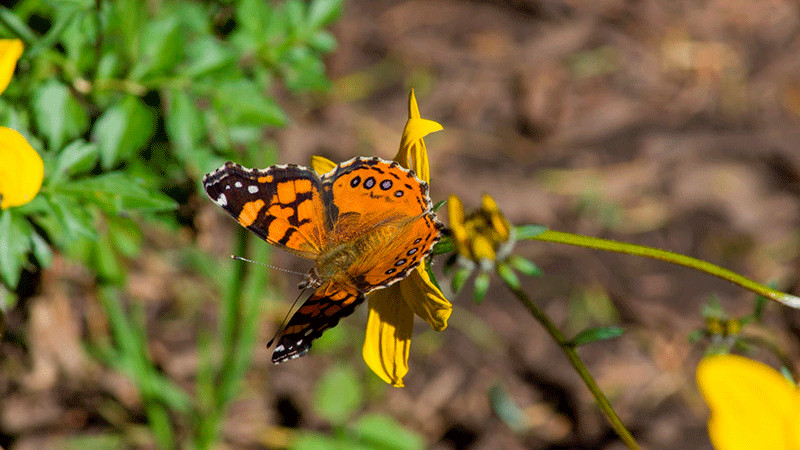 Mejorar infraestructura carretera en zona de la Monarca, meta del resto de administración: Roberto Monroy 