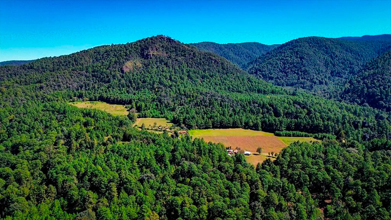 La Mariposa Monarca llega a tiempo a su cita en los bosques michoacanos