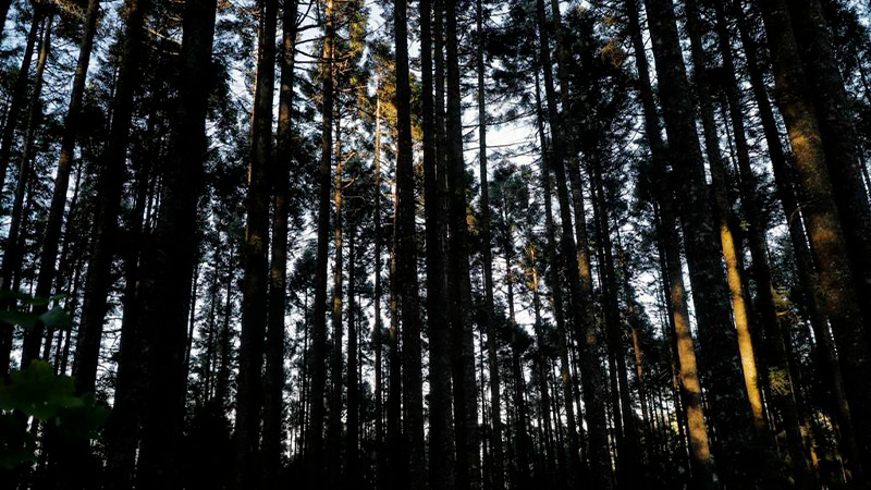La Mariposa Monarca llega a tiempo a su cita en los bosques michoacanos
