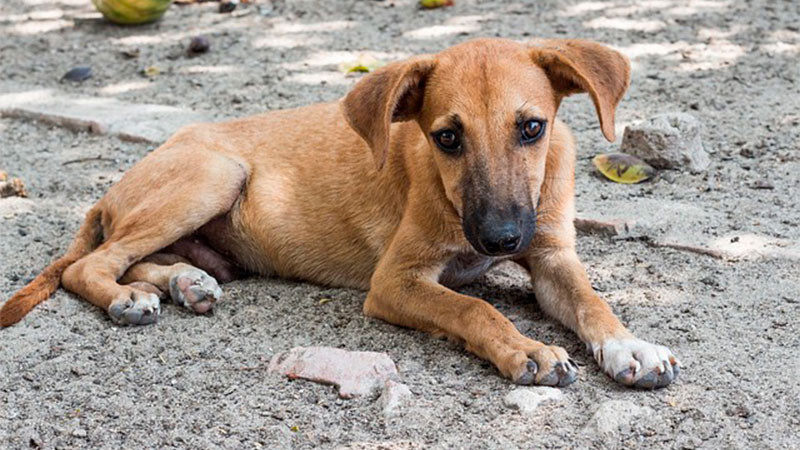 Vecinos de denuncian el desalojo  de 30 perros en Parque Molinos de Viento en Naucalpan 