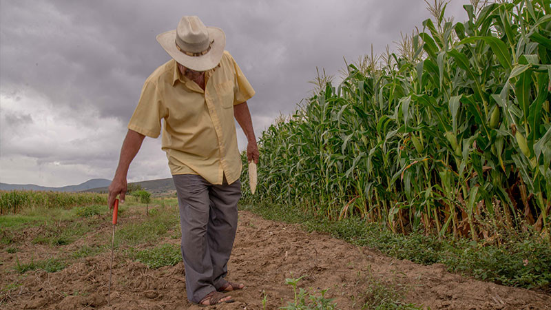 Altos costos en insumos, inseguridad y el clima afectan a agricultores de Tamaulipas, reveló  INEGI 