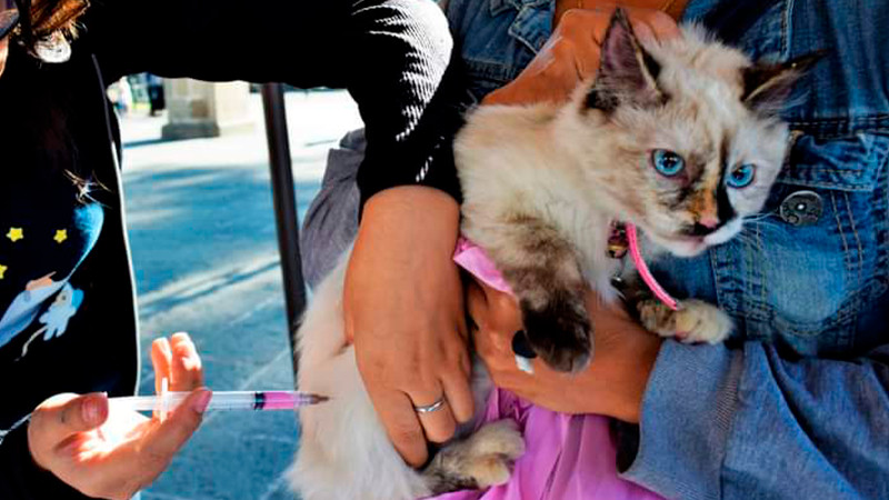 Arranca Salud Michoacán vacunación antirrábica en centro de salud de Morelia