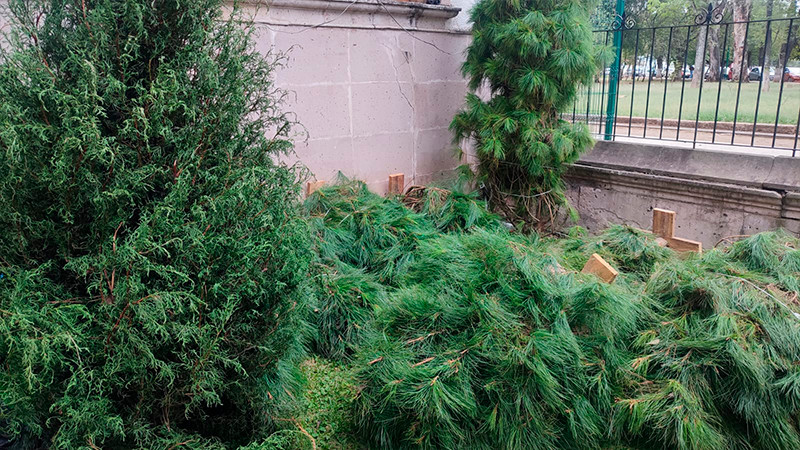 Michoacan 4° lugar nacional en producción de pino navideño: Cofom 